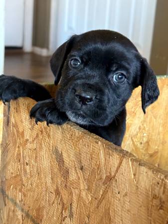 Cane Corso Pups63975637504771120