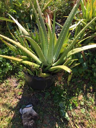ALOE VERA 1