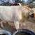 Bull 9 thumbnail