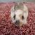 Mini Rex Bunnies. 1 thumbnail