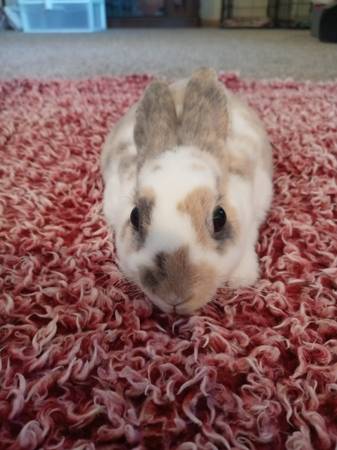 Mini Rex Bunnies. 1