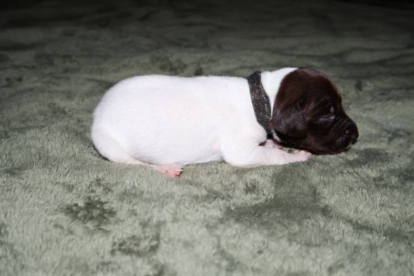 AKC Shorthaired Pointers (Ohatchee)538948017346334725