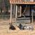 LOST merle sheepadoodle 9 thumbnail