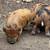 Kune Kune piglets 6 thumbnail