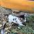 Kittens 12 thumbnail