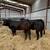 Cow makers 10 thumbnail