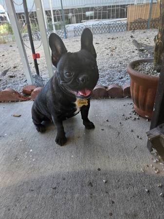 Frenchies
