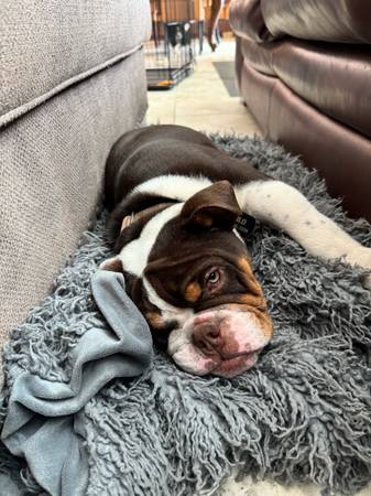 Bulldog necesita un nuevo hogar (Folsom)63679272597123121