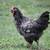 Chickens 3 thumbnail