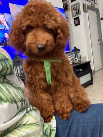 Toy poodle 1