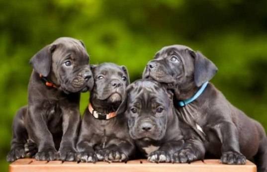 Cane Corso 1