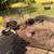Piglets 3 thumbnail