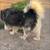 Siberian huskey 3 thumbnail