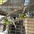 Parakeets 2 thumbnail