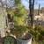 5’ Pine Tree in 40 gallon Rubbermaid container 1 thumbnail