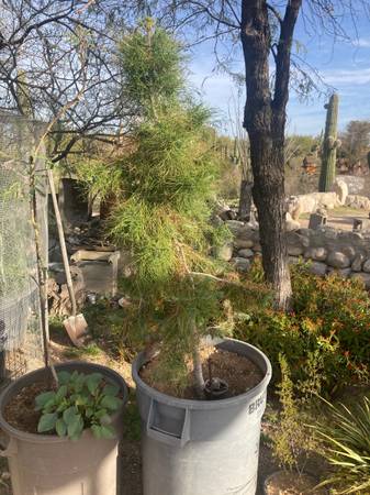 5’ Pine Tree in 40 gallon Rubbermaid container 1