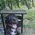 Pitbull terrier 2 thumbnail