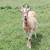 Alpine Doe with 2 Bucklings 1 thumbnail