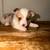 Full blooded Corgi puppies 5 thumbnail