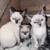 Siamese kittens 2 thumbnail