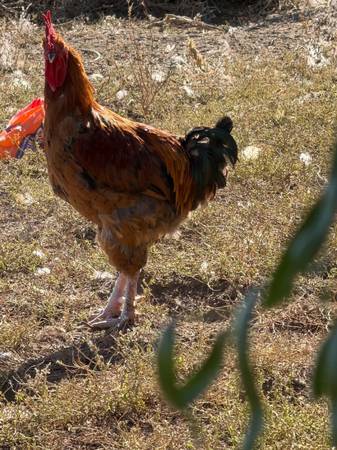 Young roosters 1