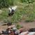 Red Pigeons 2 thumbnail