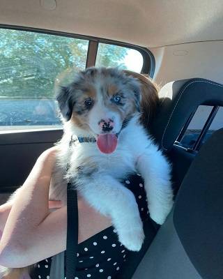 Rehoming aussie puppy 1