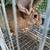 Cute Mini Rexs and a Flemish x Tamuk 4 thumbnail