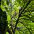 Tree care services (pruning, removal, tree support, planting) 9 thumbnail