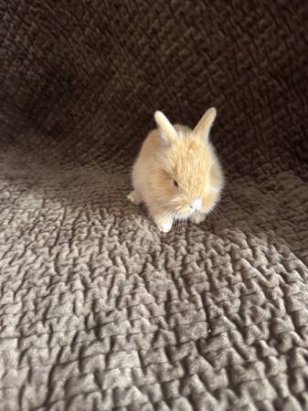 Lionhead bunnies573181317255669763