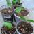 $5 Each Improved Meyer Lemon Fruit Tree Seedling Live Plant  Cash only 3 thumbnail