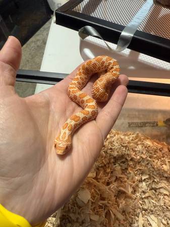 Albino hognose 1