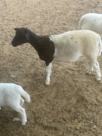 7 month sheep 1