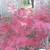 Japanese Maple trees 42 varieties 800+ plants  Mar2025 update 13 thumbnail