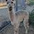 Suri Alpaca 3 thumbnail