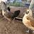 Chicks Mosaic, Whiting's True Blue, other breeds 3 thumbnail