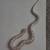 Hognose Snake 2 thumbnail