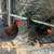 Copper Marans 1 thumbnail