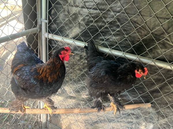 Copper Marans 1