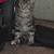 Disabled manx cat 5 thumbnail