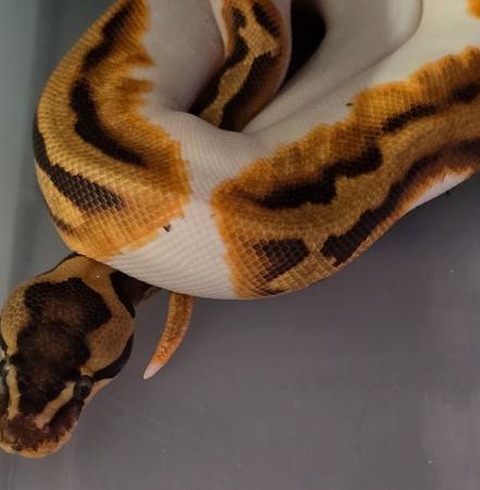 Rehoming ball python 1