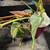 Mini Monstera , Swiss Cheese Monstera, Philadendron Brazil Fresh Cuttings 13 thumbnail