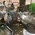 Lavender Orphington hens 2 thumbnail