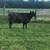 Bred Cow 3 thumbnail