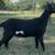 MDGA Mini Lamancha and ADGA Nigerian Herd for sale! 7 thumbnail