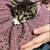 Kittens rehoming black Bombay green jade 6 thumbnail