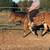 Halflinger cross nice mare 14 thumbnail