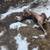 Experienced, dependable, warm and caring Dog- sitting/walking service 3 thumbnail