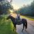 14.1 Quarter Horse 3 thumbnail