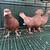 High Flying Tippler Pigeons 18 thumbnail